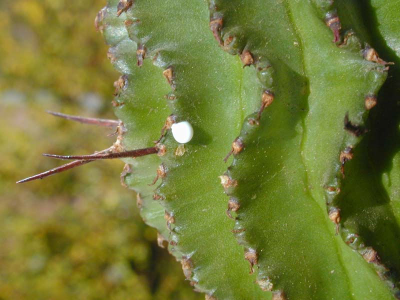 Euphorbia horrida