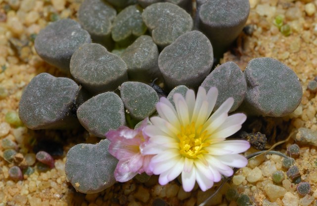 Frithia humilis