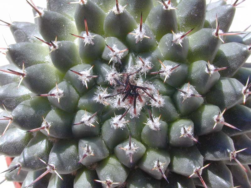 Mammillaria lloydii