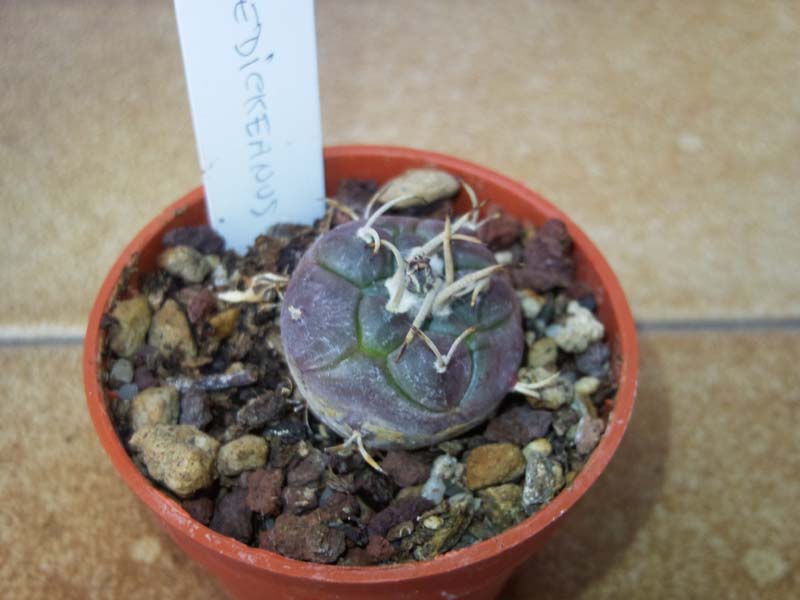 Turbinicarpus schmiedickeanus