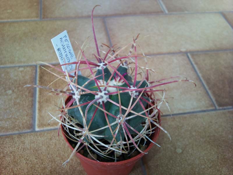 Ferocactus acanthodes