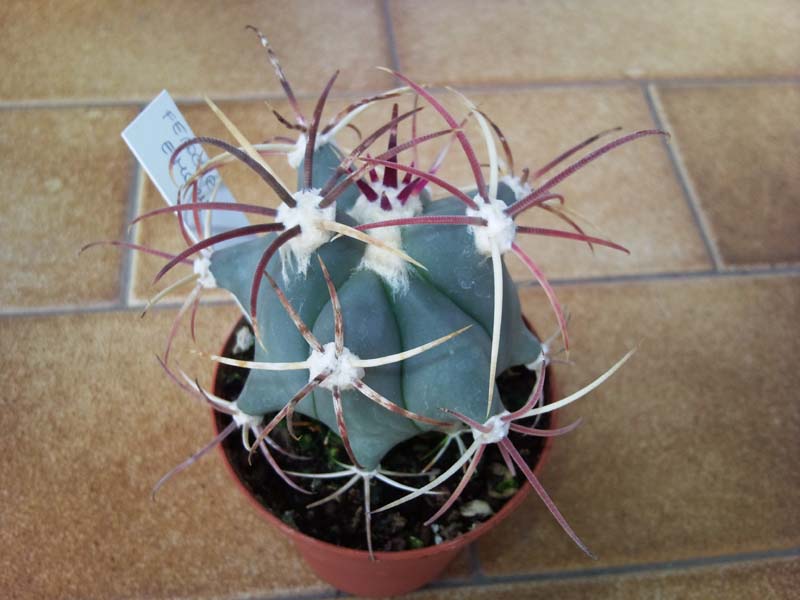 Ferocactus emory