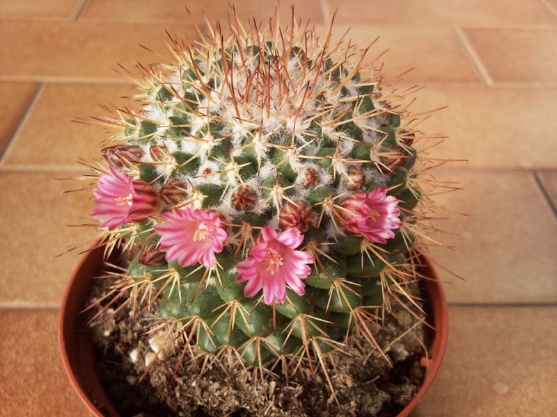 Mammillaria pettersonii