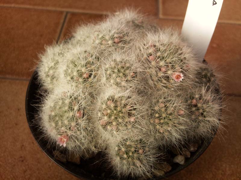 Mammillaria glassii