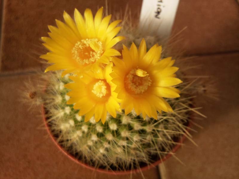 Parodia chrysacanthion