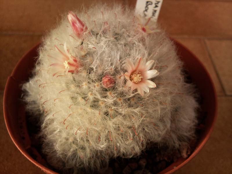 Mammillaria bocasana