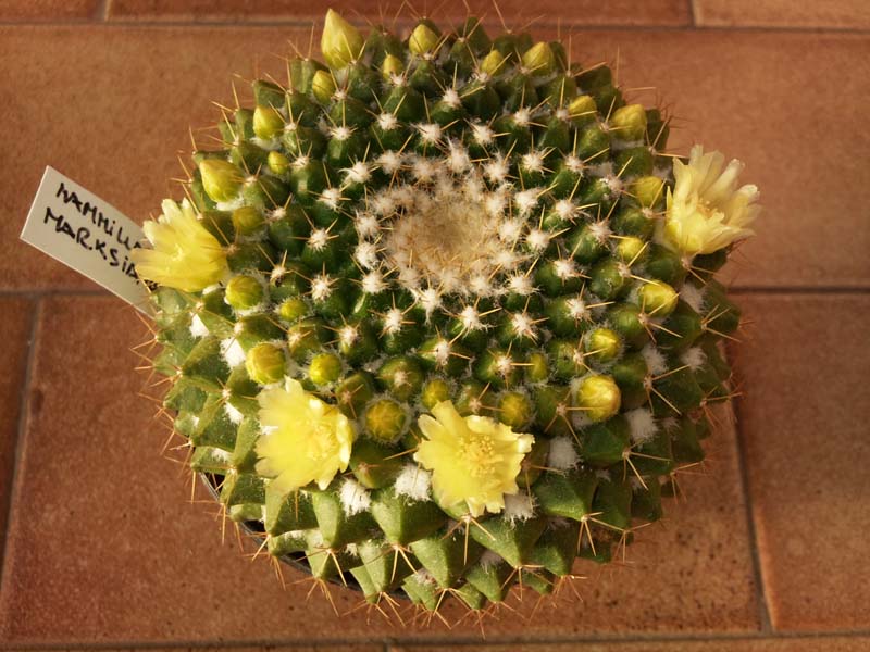 Mammillaria marksiana