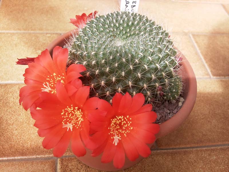 Rebutia krainziana