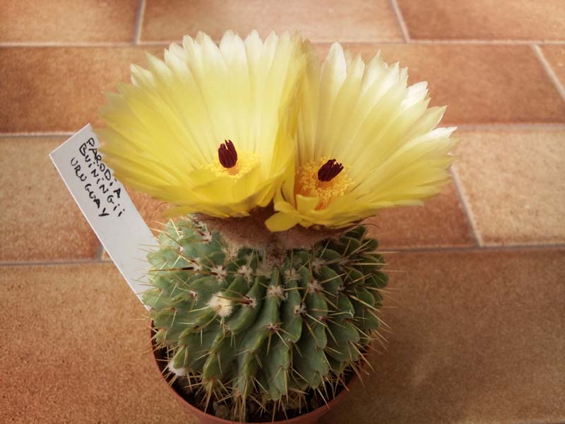 Parodia buiningii