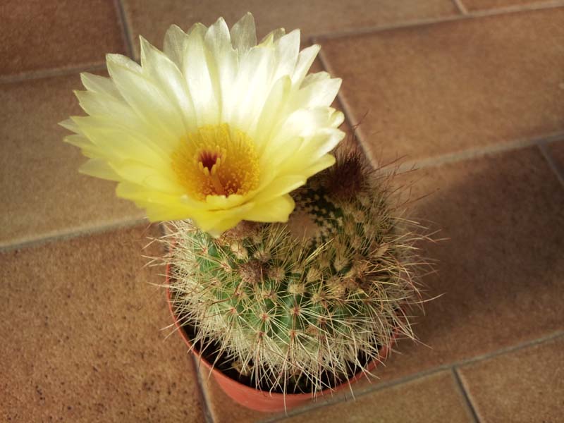 Parodia agnetae DV8