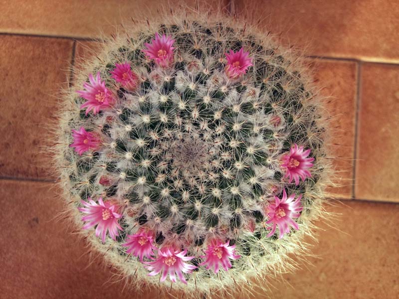 Mammillaria hahniana