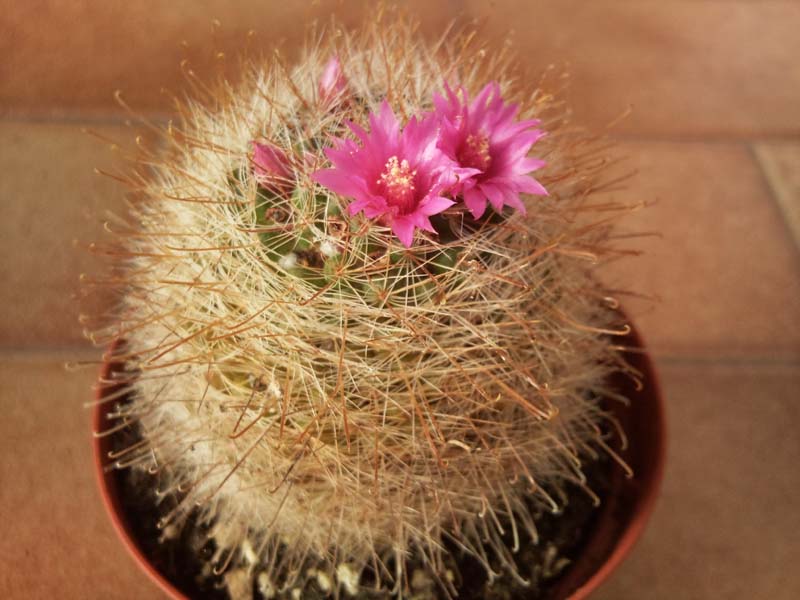 Mammillaria zeilmanniana