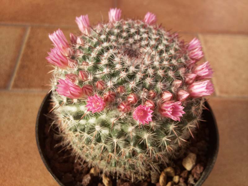 Mammillaria hahniana