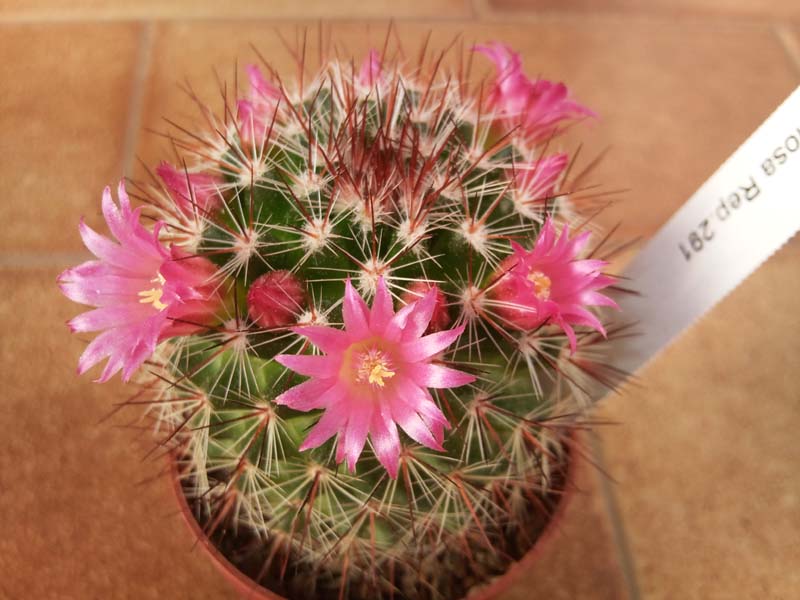 Mammillaria centraliplumosa Rep. 291