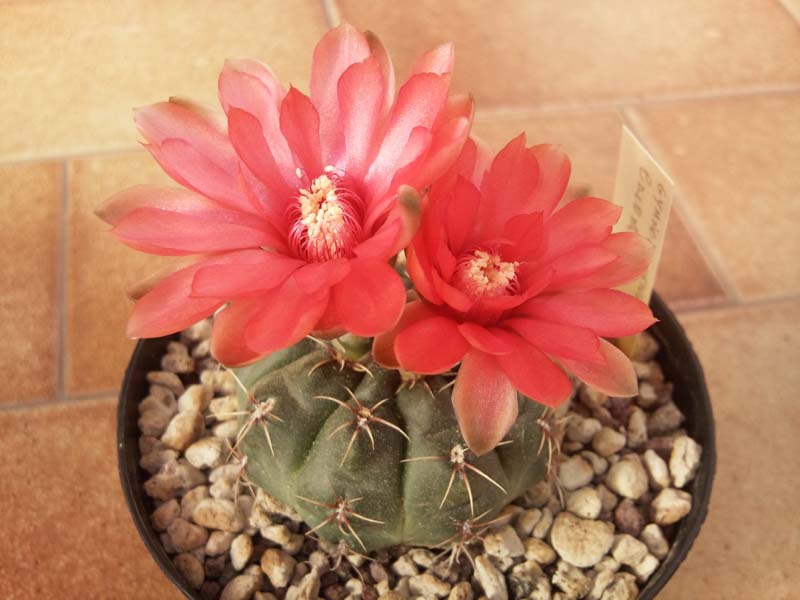 Gymnocalycium baldanium