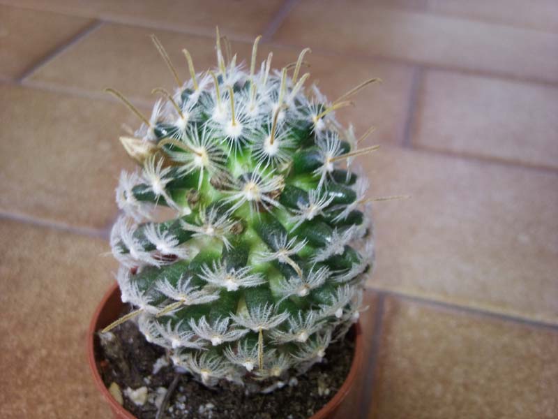 Mammillaria duwei