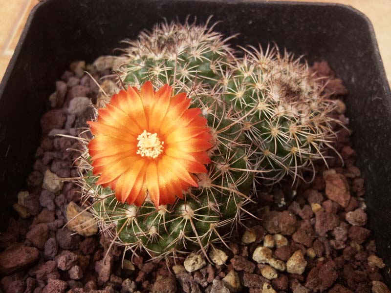 Parodia mairanana