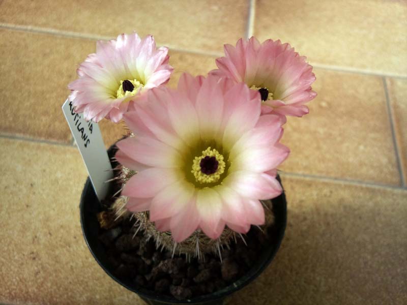 Parodia rutilans