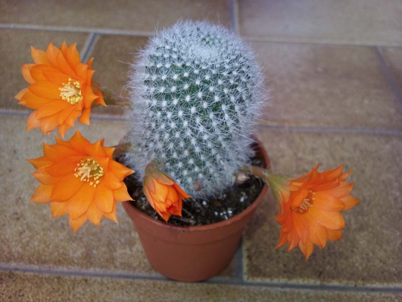 Rebutia muscola