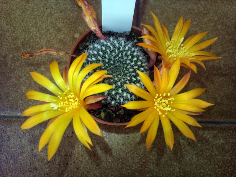 Rebutia krainziana