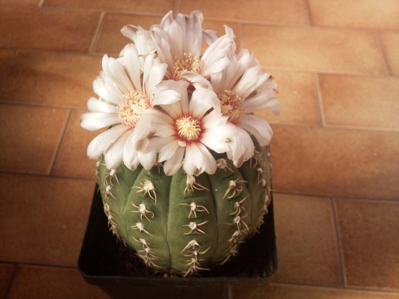 Gymnocalycium quehlianum