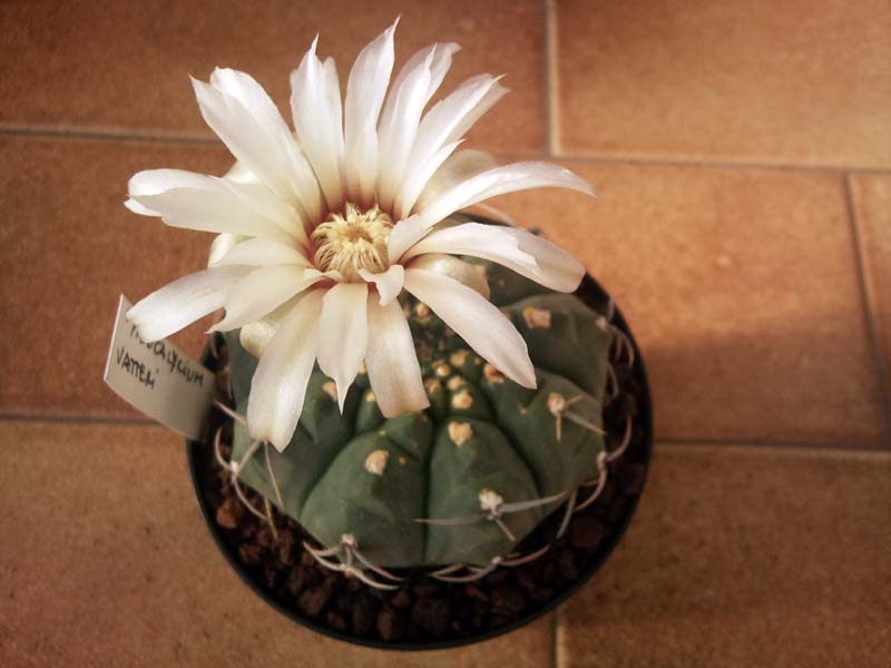 Gymnocalycium vatteri