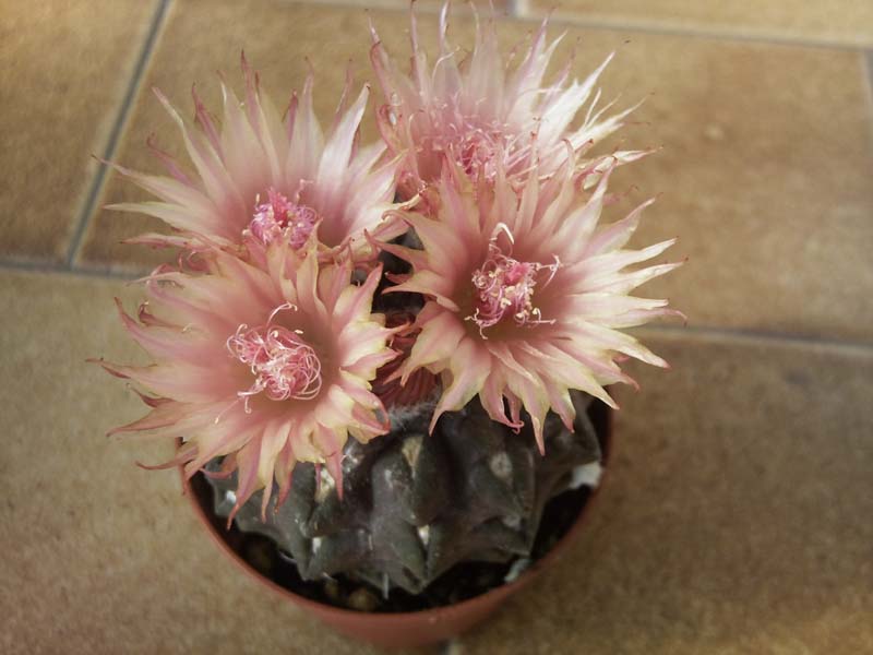 Neoporteria occulta