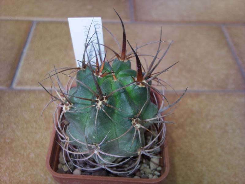 Lobivia haematantha v. hualfinensis