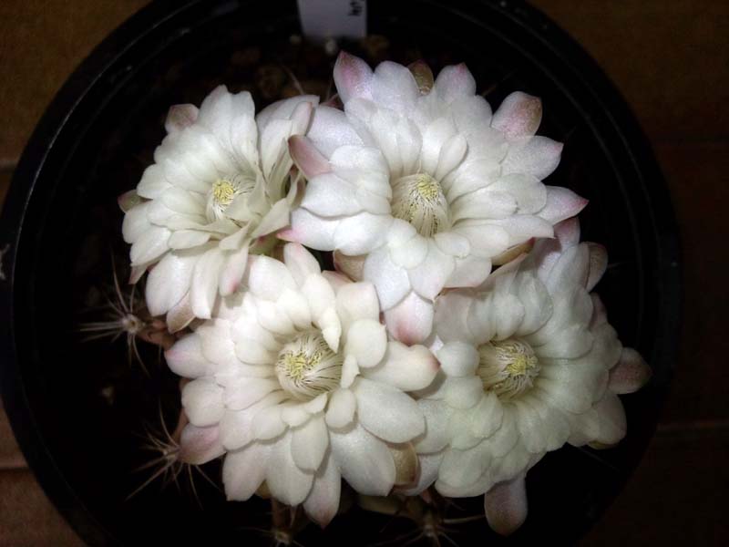 Gymnocalycium damsii