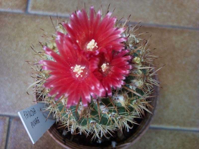 Parodia punae