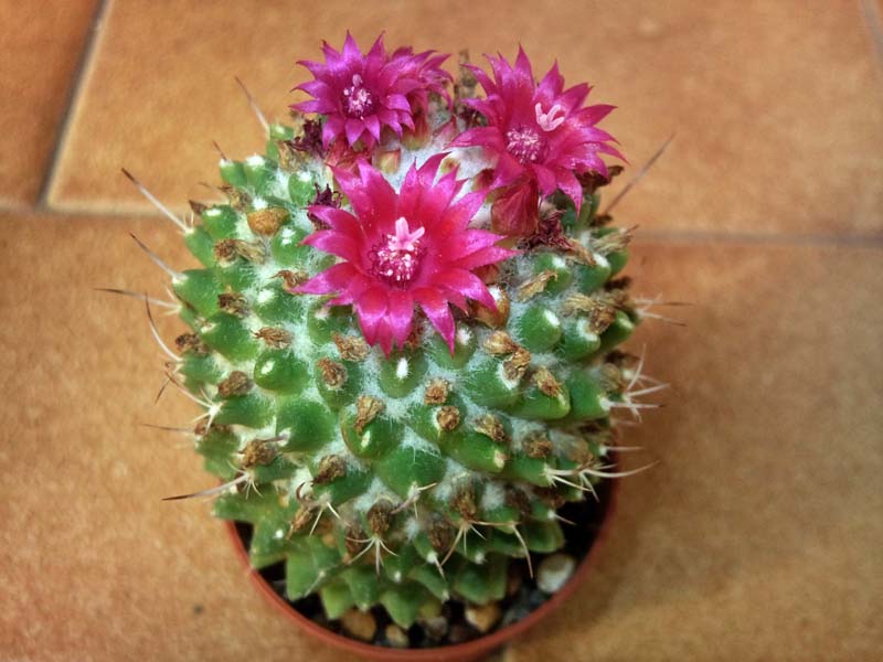 Mammillaria vagaspina