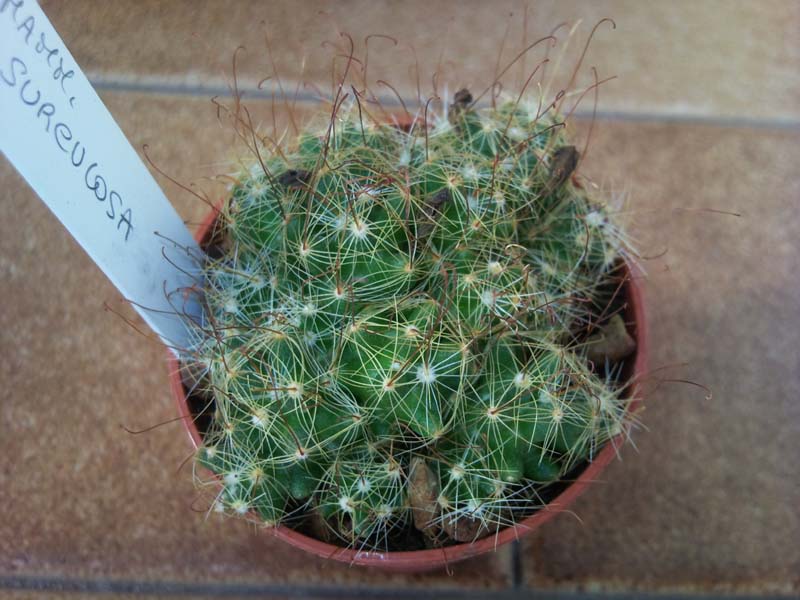 Mammillaria surculosa