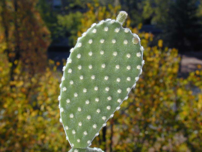 Opuntia microdasys var. albispina