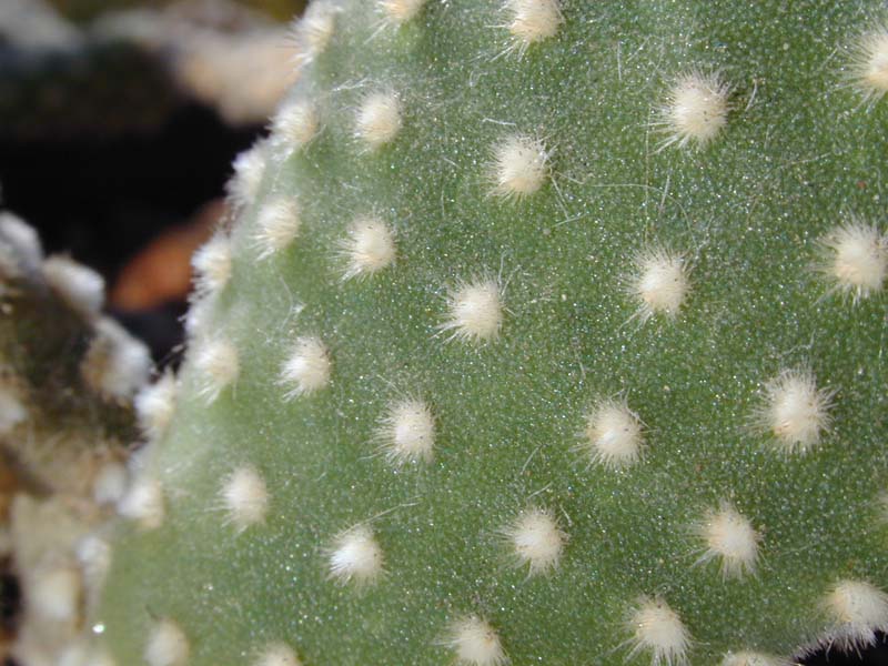 Opuntia microdasys var. albispina