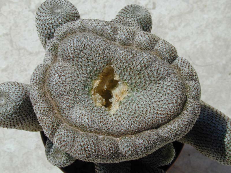 Rebutia heliosa