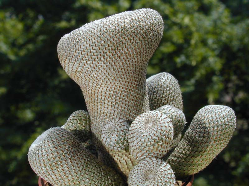 Rebutia heliosa