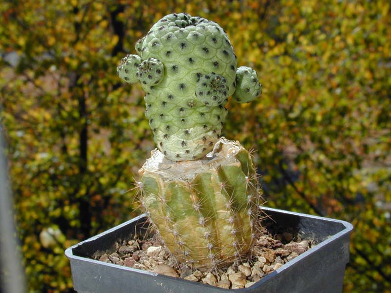 Sulcorebutia rauschii